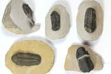 Lot: Assorted Devonian Trilobites - Pieces #119884-1